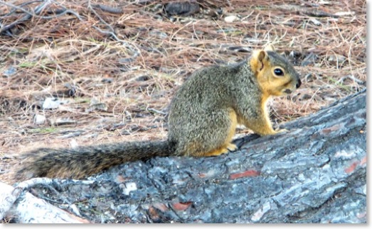 Fox-Squirrel-Sciurus-niger-1619