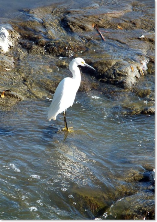 Snowy-Egret-1561