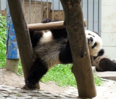 08 BG panda