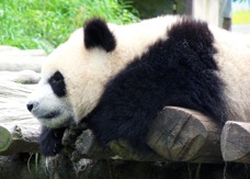 10 BG panda