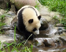 11 BG panda