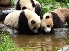 12 BG panda