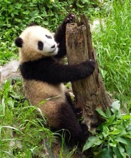 14 BG panda