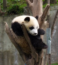 15 BG panda
