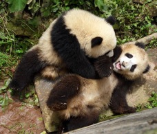 16 BG panda