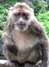 05 emei shan