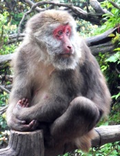 06 emei shan