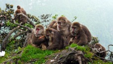 08 emei shan