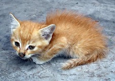 Small-Cat-3058