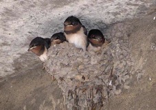 Barn-Swallows-3066