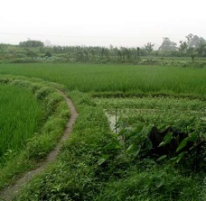 Rice-3060