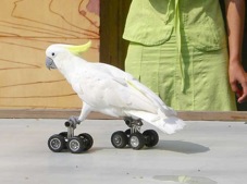 Skating-Cockatoo-3222