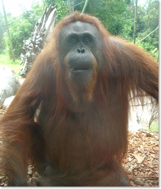 Orang-4123