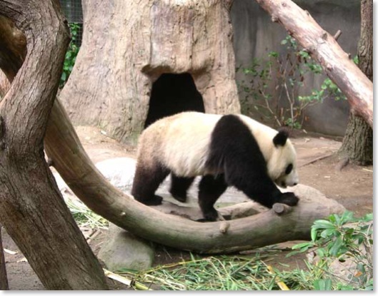 Pan-Pan-4132
