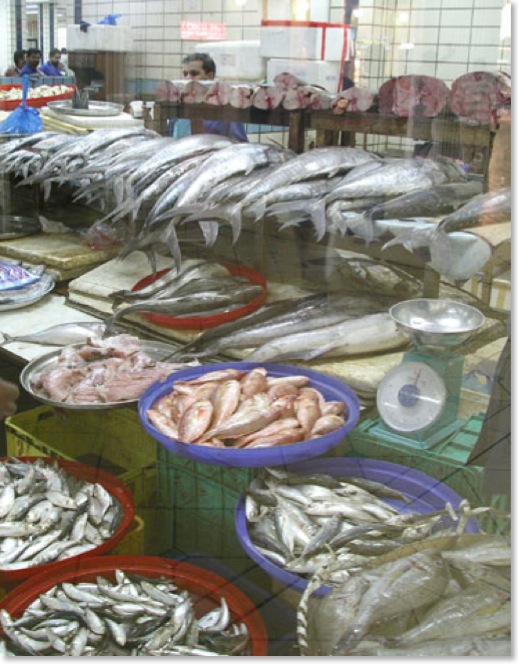 Fish1